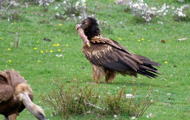 Fototapeta premium Gypaète barbu, jeune,.Gypaetus barbatus, Bearded Vulture, Vautour fauve, Gyps fulvus, Griffon Vulture, Pyrénées