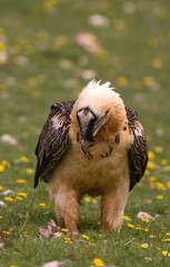 Gypaète barbu, Gypaetus barbatus, Bearded Vulture, Pyrénées
