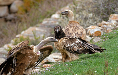 Fototapeta premium Gypaète barbu, jeune,.Gypaetus barbatus, Bearded Vulture, Vautour fauve, Gyps fulvus, Griffon Vulture, Pyrénées