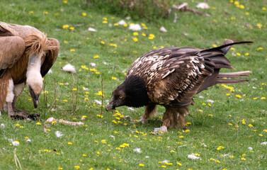 Gypaète barbu, jeune,.Gypaetus barbatus, Bearded Vulture, Vautour fauve, Gyps fulvus, Griffon Vulture,  Pyrénées
