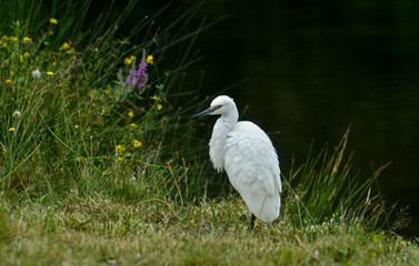 Aigrette garzette, .Egretta garzetta, Little Egret,