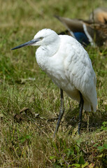 Aigrette garzette, .Egretta garzetta, Little Egret,