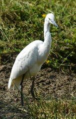 Aigrette garzette, .Egretta garzetta, Little Egret,