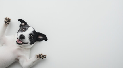 Fototapeta premium Dog lying on back, happy with all four legs raised on white background.