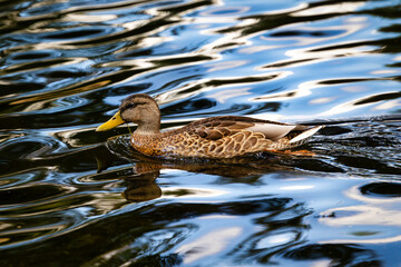 Dzikie wodne ptactwo