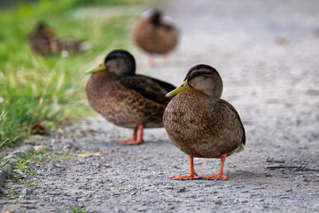 Dzikie wodne ptactwo