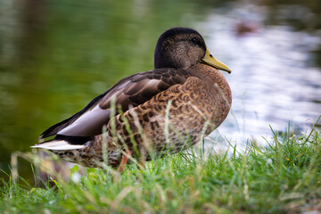 Dzikie wodne ptactwo