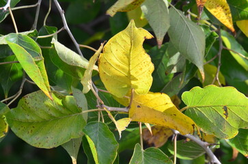 green leaves changing for the fall season