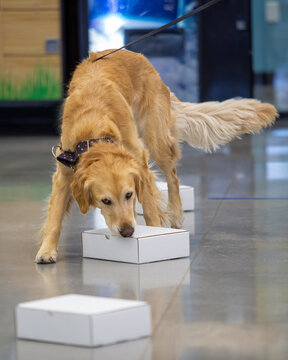 Golden retriever scenting a box