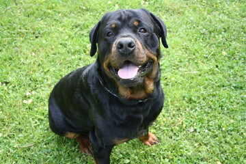 Obraz premium Großer Kopf eines Rottweilers in der Nahaufnahme