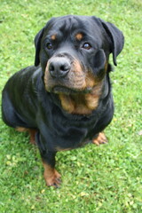 Großer Kopf eines Rottweilers in der Nahaufnahme