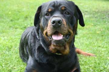 Fototapeta premium Großer Kopf eines Rottweilers in der Nahaufnahme