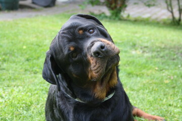 Obraz premium Großer Kopf eines Rottweilers in der Nahaufnahme