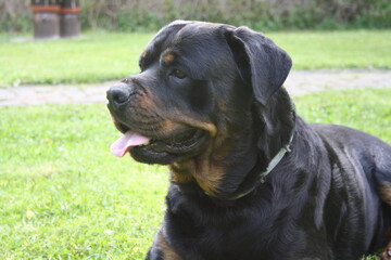 Großer Kopf eines Rottweilers in der Nahaufnahme