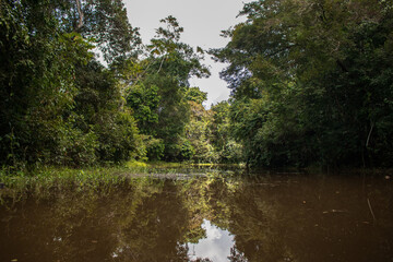 Fototapeta premium PHOTOS OF THE NANAY RIVER IN THE PERUVIAN AMAZON, BLACK WATER RIVER OR IGAPO IN THE FLOODABLE FORESTS NEAR THE ALLPAHUAYO MISHANA NATIONAL RESERVE