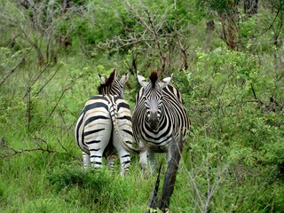 zebra eating grass