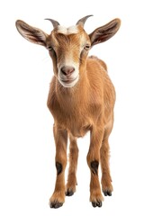 Obraz premium A small, cute baby goat standing on a white background.