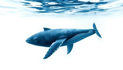 Obraz premium Humpback Whale Underwater - Serene Aquatic Art