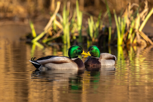 Deux jolis canards colverts m&acirc;le aux jolies couleurs, sous une lumi&egrave;re douce hivernale, avec des regards qui se croisent