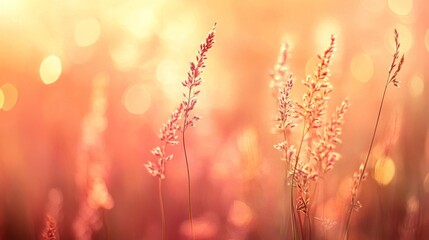 Obraz premium Golden Hour Meadow Grass Silhouettes In Soft Light
