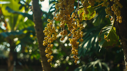 

A vibrant bunch of ripe Grewia fruits on a branch, surrounded by lush green leaves in natural light.