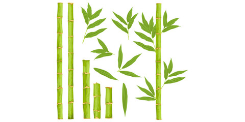 Bamboo set. Asian forest plant with branches and leaves, green bamboo sprouts, Chinese or Japanese flora flat set. 