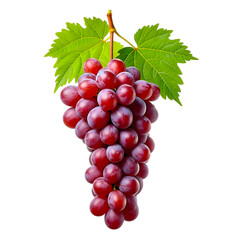 Fototapeta premium Fresh bunch of vibrant red grapes with leaf isolated on a background
