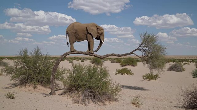 Elephant balancing on a tree branch, desert landscape, blue cloudy sky