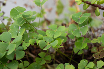 four-leaf clover St. Patrick's Day