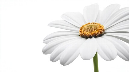 Obraz premium Single White Daisy Flower on White Background