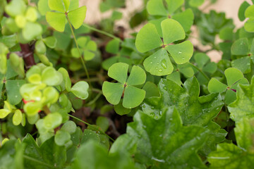 four-leaf clover St. Patrick's Day