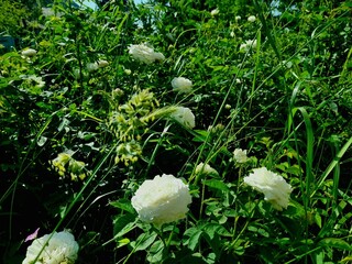 white flower in the garden