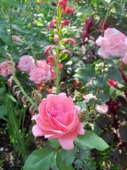 pink roses in garden
