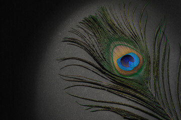 One beautiful peacock feather on black background, top view. Space for text