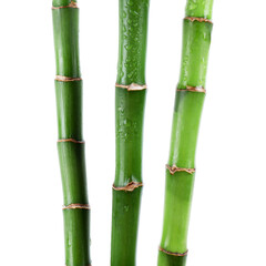 Fototapeta premium Stems of decorative bamboo plant isolated on white