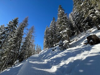 Picturesque canopies of alpine trees in a typical winter atmosphere in the Swiss Alps and over the tourist resort of Davos - Canton of Grisons, Switzerland (Kanton Graubünden, Schweiz)