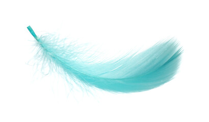Fluffy light turquoise feather isolated on white