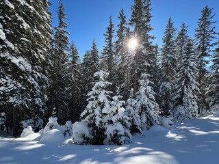 Picturesque canopies of alpine trees in a typical winter atmosphere in the Swiss Alps and over the tourist resort of Davos - Canton of Grisons, Switzerland (Kanton Graubünden, Schweiz)