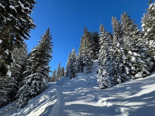 Picturesque canopies of alpine trees in a typical winter atmosphere in the Swiss Alps and over the tourist resort of Davos - Canton of Grisons, Switzerland (Kanton Graubünden, Schweiz)