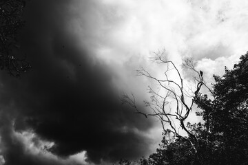 A bird perched on branches, with only its silhouette visible during a storm.