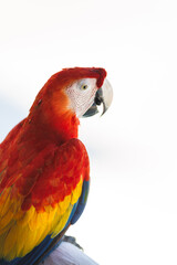 A parrot facing the sea.