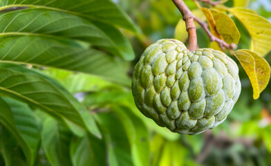 Fototapeta premium Srikaya or Young custard apple on branch, very sweet and juicy when it ripe is also known as sugar-apple or sweetsop is the fruit of Annona squamosa, the most widely grown species of Annona