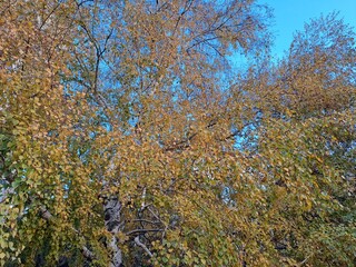 autumn trees in the forest