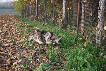 Katze auf dem Sprung nach seiner Beute