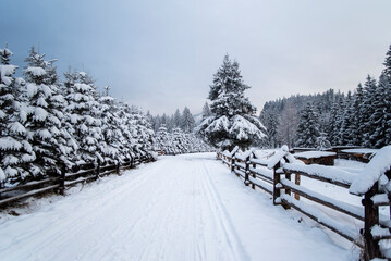 A snowy path winding through the Chocholowska Valley, surrounded by trees blanketed in fresh snow. The serene winter scene invites a sense of quiet and untouched natural beauty.