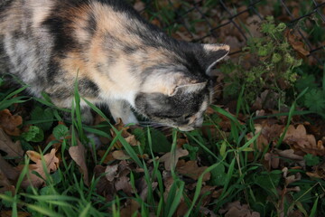 Hauskatze Katze auf der Jagt nach Beute im Gras