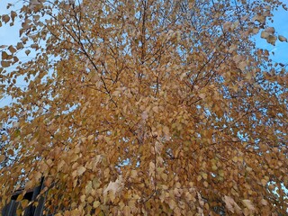 autumn leaves on the tree
