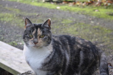 Hauskatze sitzt und blickt in die Kamera