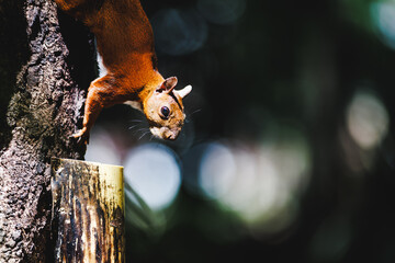 A squirrel approaching us for cuddles and to eat seeds.