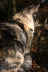 Rücken einer Katze aus der Nähe 